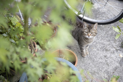 顔見知りの猫