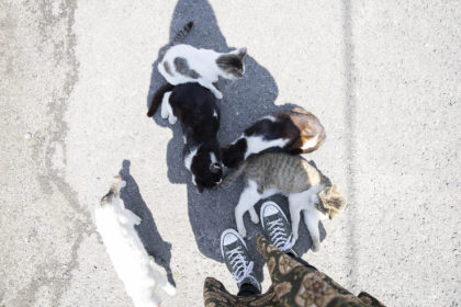 影の下のたくさんの猫