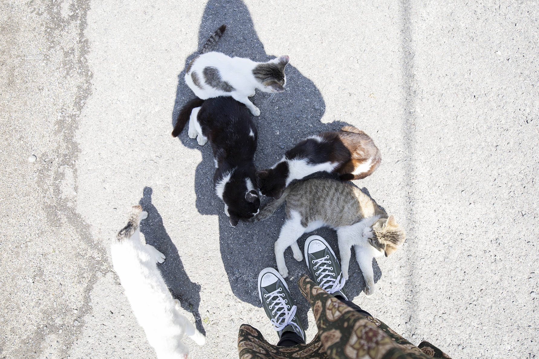 影の下のたくさんの猫