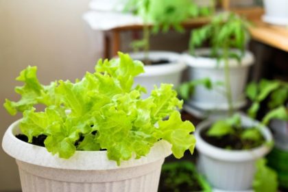 ベランダ菜園にチャレンジ