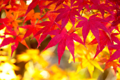 秋を探しに出かけよう。ご近所で見つける美しい景色