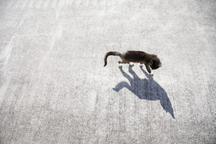 一緒に歩いてくれる猫