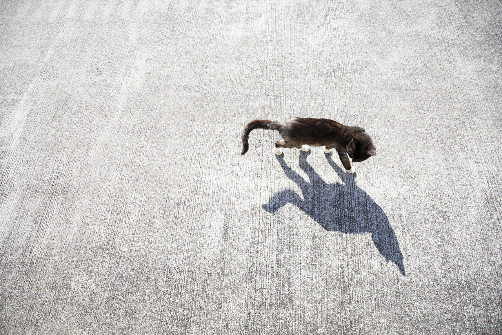 一緒に歩いてくれる猫