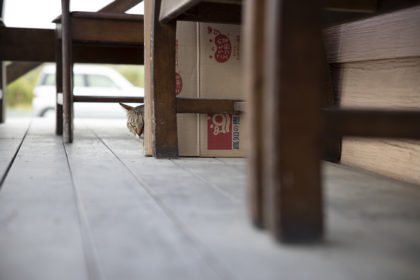 段ボールハウスから覗く猫