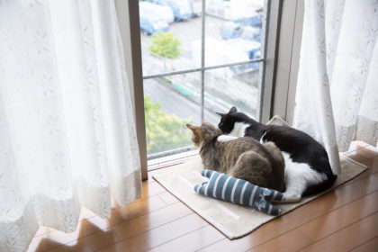 窓の外の鳩を見ている2匹の猫