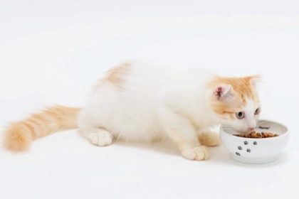 ストレスフリーな猫の食器