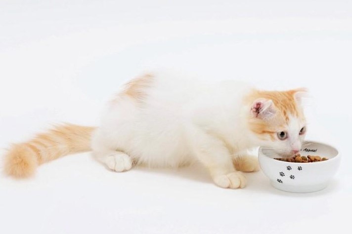 ストレスフリーな猫の食器