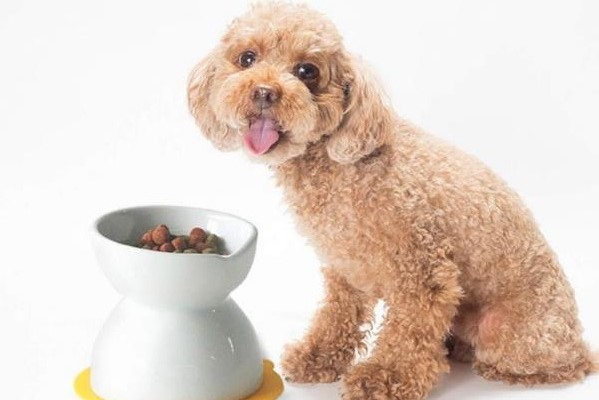 HARIOのワンちゃんネコちゃんグッズ