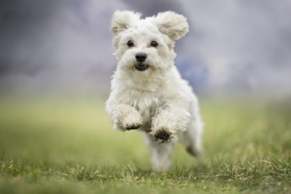 愛犬の食事を考える