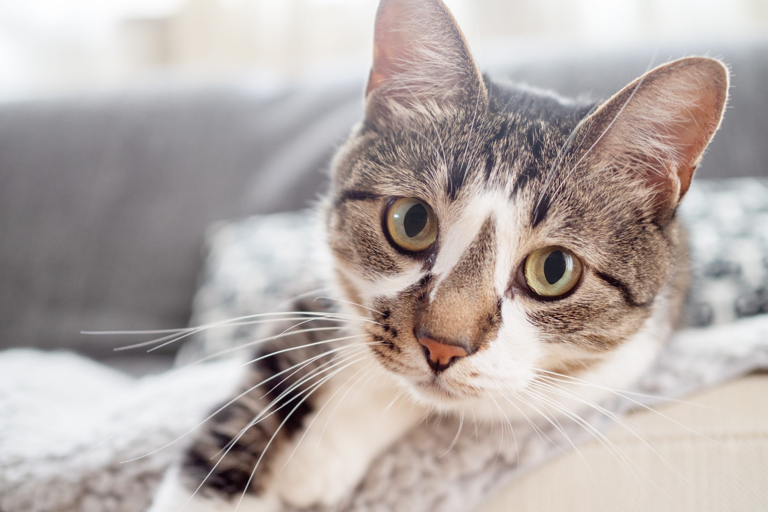 大切な愛猫のために