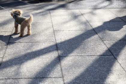 お散歩中のわんちゃん