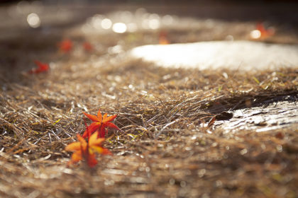 真っ赤に色付いた紅葉