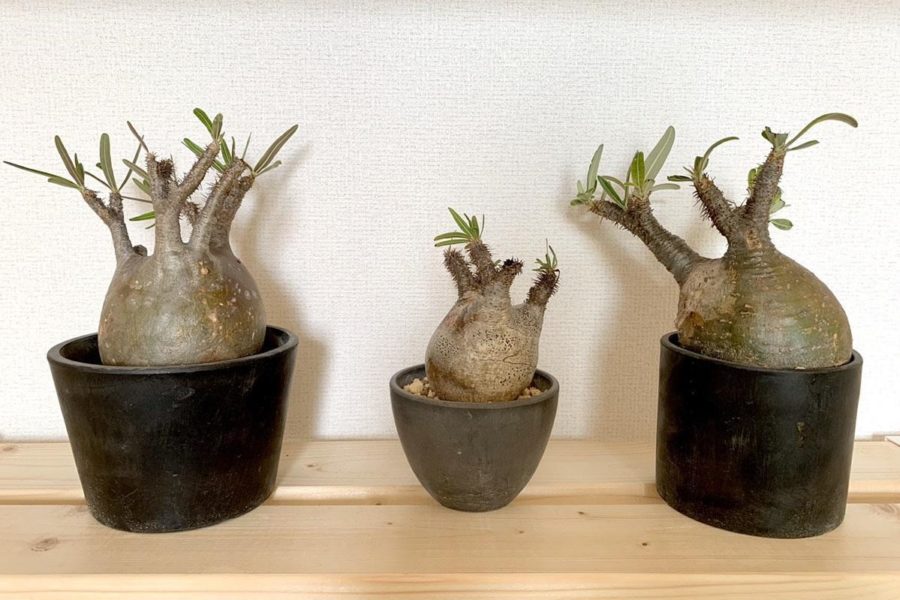 ごつごつとしたフォルムが特徴的なコーデックス