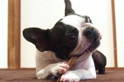 ペットのおやつ