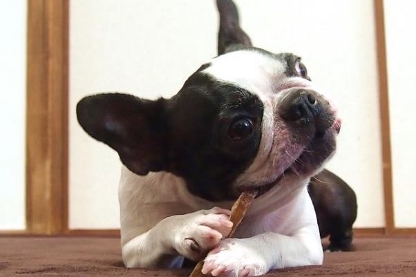 ペットのおやつ