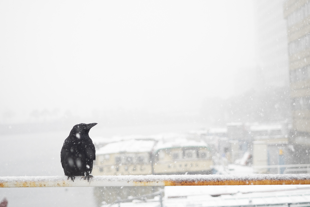 雪の中のカラス