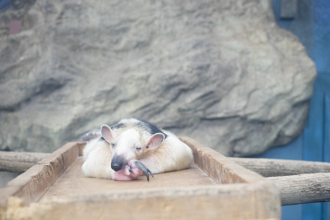 コアリクイの寝顔