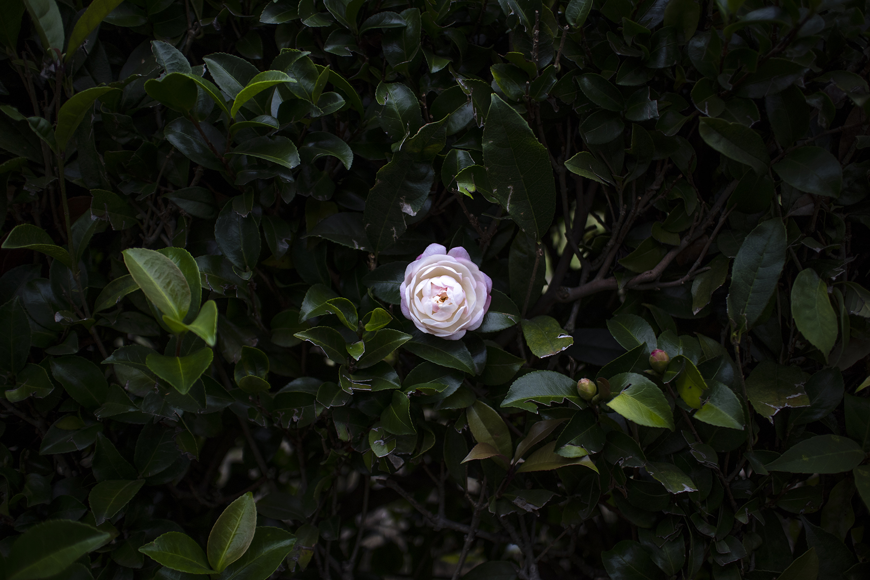 一輪の花