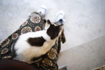 膝の上に乗った子猫