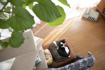 くっついて眠る二匹の猫