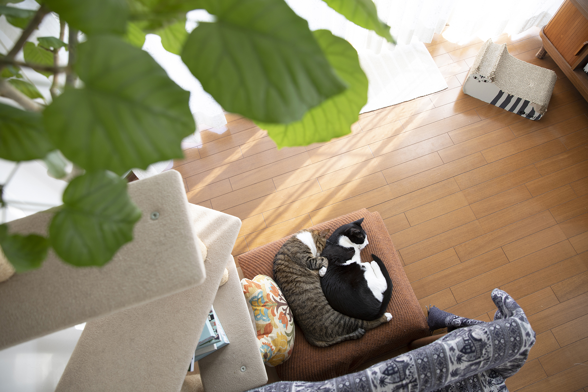 くっついて眠る二匹の猫