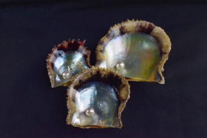 おうちで旅気分！真珠取り出し体験キットで発見と驚きを