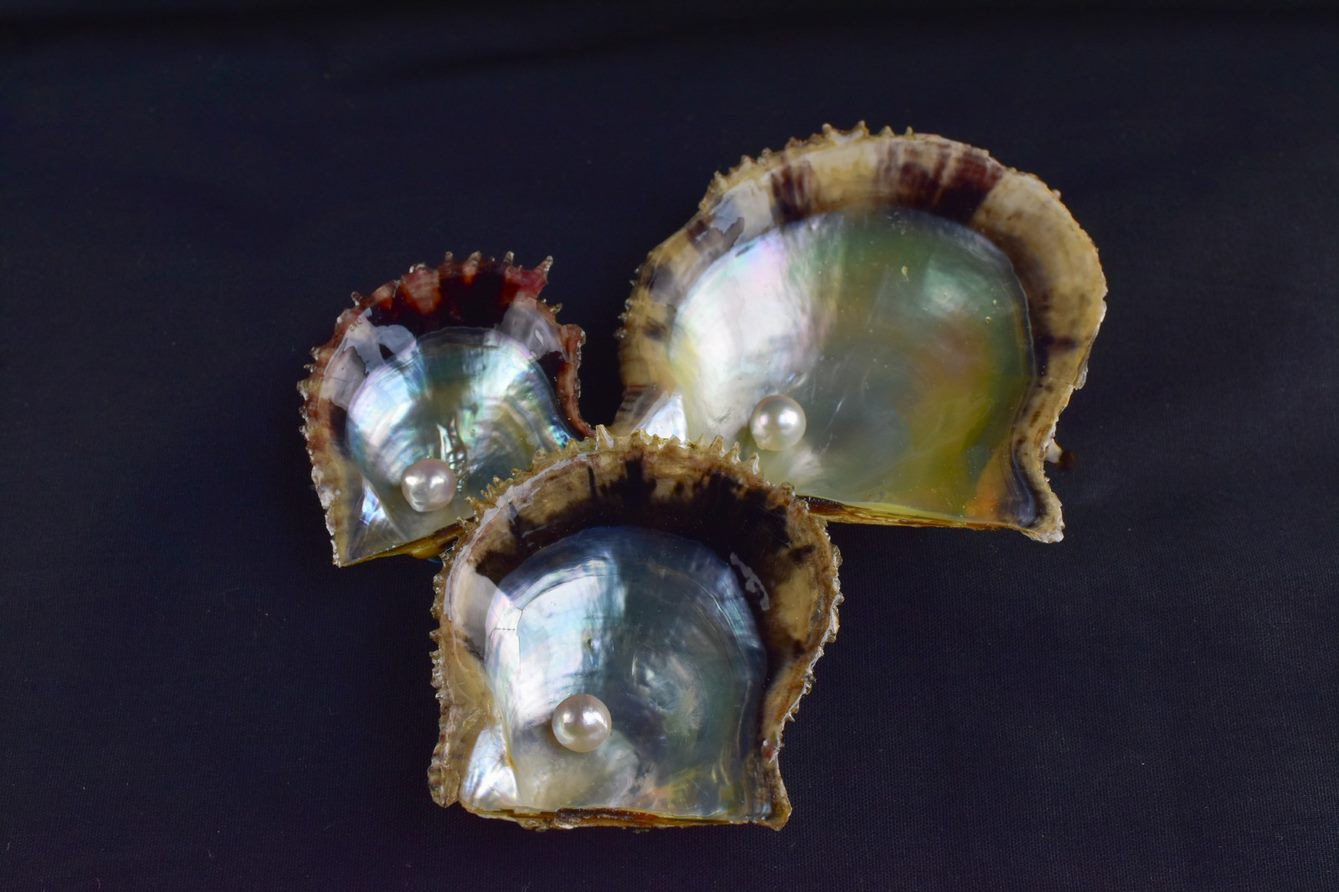 おうちで旅気分！真珠取り出し体験キットで発見と驚きを