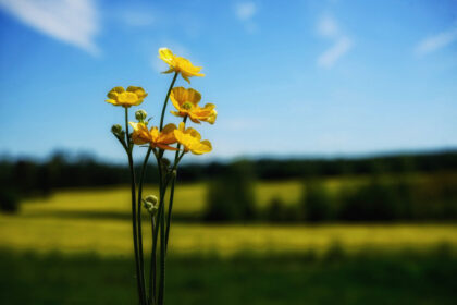 北欧の夏の過ごし方。白夜は森のサマーハウスで大自然を満喫